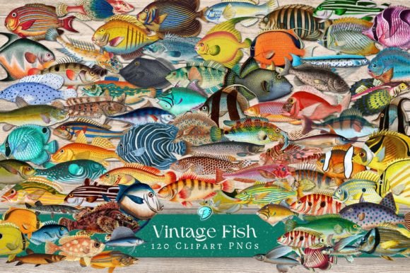 Download Vintage Fish Illustration Clipart PNGs - Fish illustration Collection