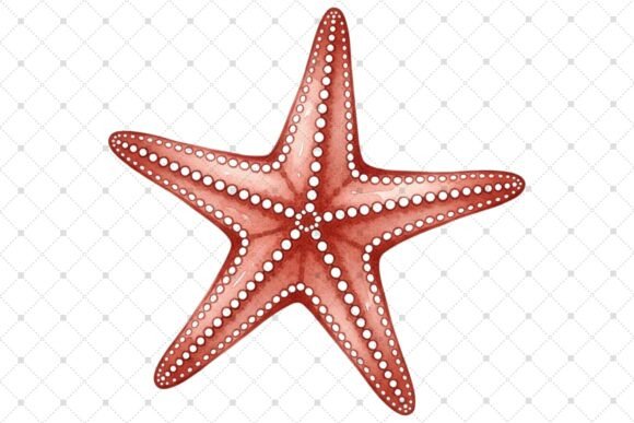 Download Vibrant Red Starfish Illustration - Fish illustration Collection